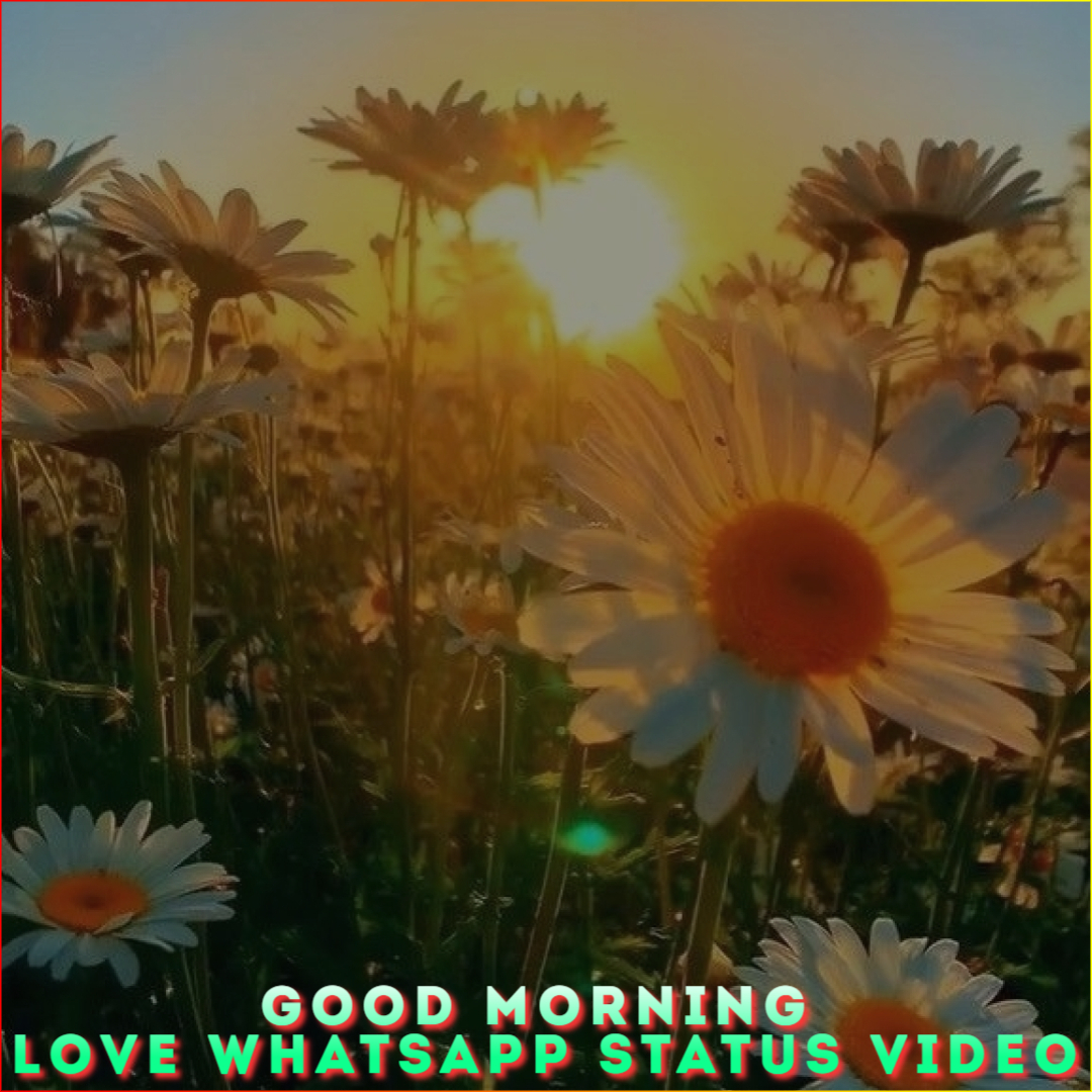 Good Morning Love Whatsapp Status Video, Good Morning Status Video