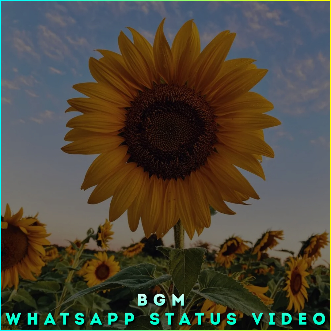 BGM Whatsapp Status Video