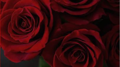 Red Rose Lovers Whatsapp Status Video